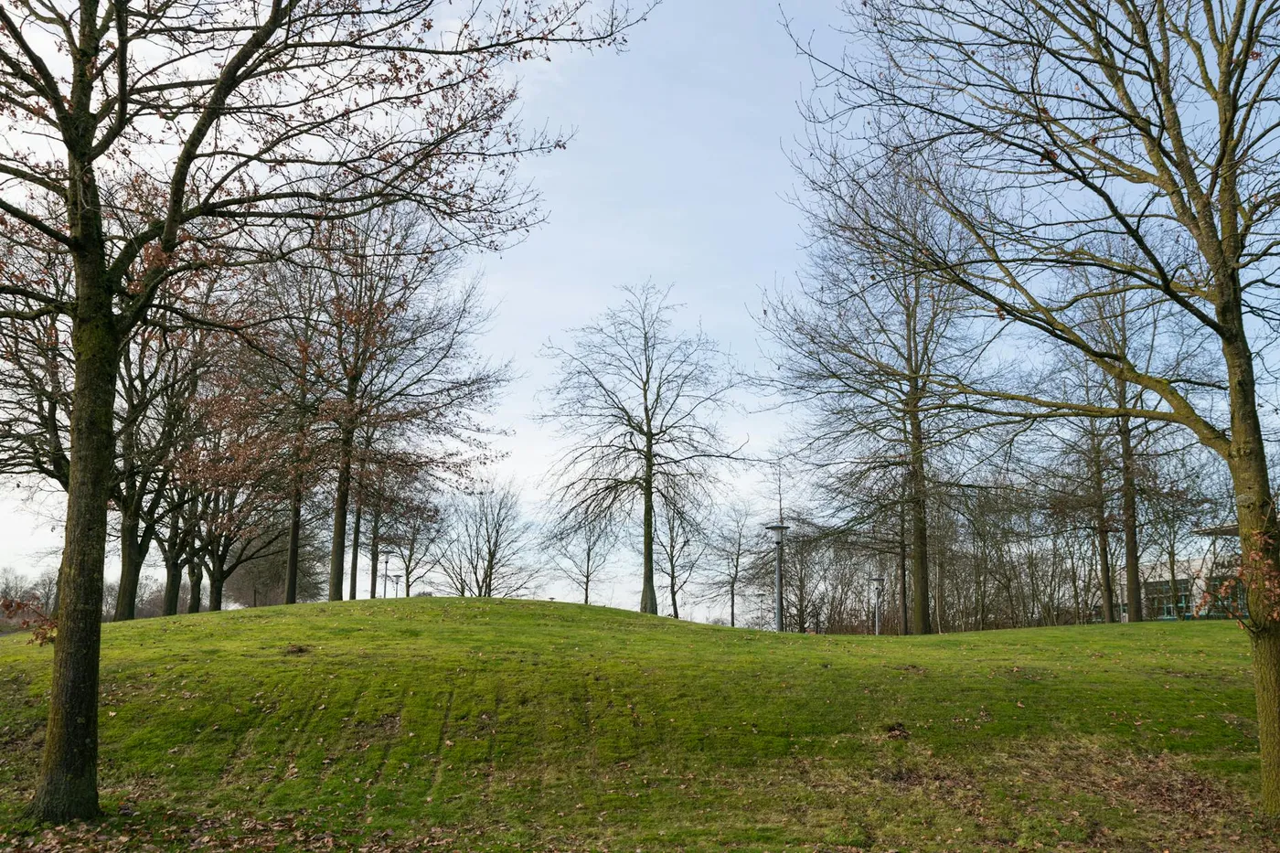 Gorica Hill, Podgorica's Forest in the City